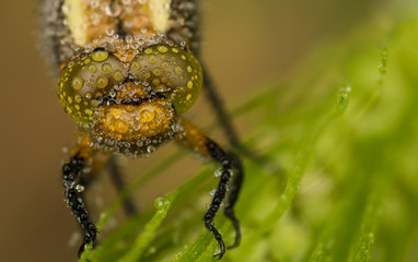Libelle mit Tropfen auf den Augen