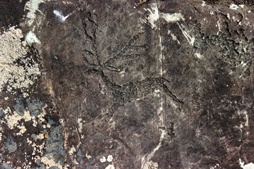 Rock painting animal