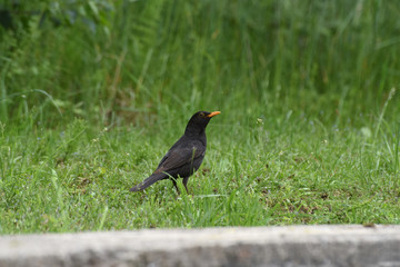 corvo corvi uccello nero