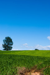 Green Field & Blue Sky
