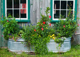 tub of flowers against a rustic barn