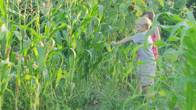 Two adorable young siblings walk through a garden exploring the plants and corn stalks