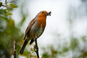red robin bird eating an insect
