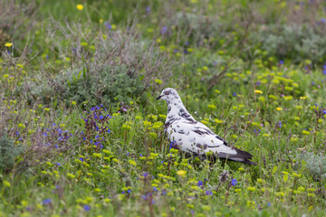 white dove