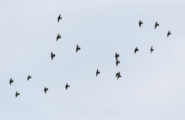 flock in flight