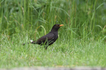 corvo corvi uccello nero