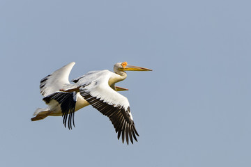 Pelikane im Flug