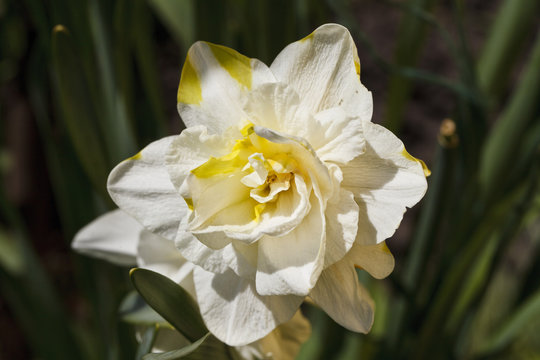 Flower of a narcissus