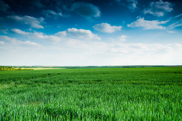 Fototapeta premium green field and blue sky