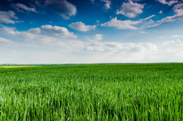 green field and blue sky