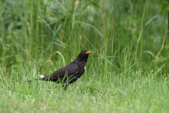 corvo corvi uccello nero