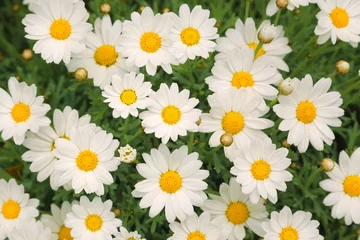 Foto op Plexiglas Madeliefjes Magische zonnige madeliefje bloemen achtergrond