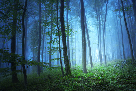 Fototapeta Magic blue color light in mystic forrest