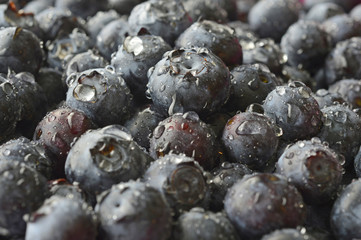 Blueberries berry.