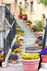 Naklejka premium Flower pots lining stair steps