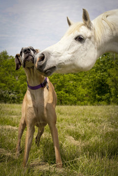 White Arabian horse nuzzling great Dane in pasture