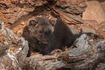 Young Fisher (Martes pennanti) Look Out from Inside Log