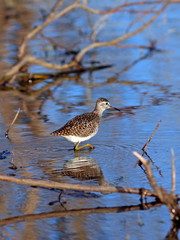 The sandpiper among thickets