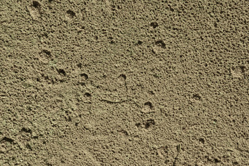 The Walls
