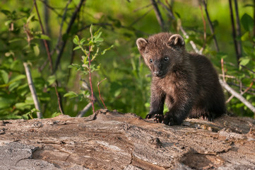 Young Fisher (Martes pennanti) Sits on Log Copy Space Left