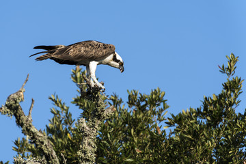 Osprey Eating Fish