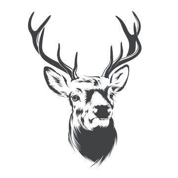 Portrait of a deer head  with horns. Design element for logo or tattoo.Vector illustration in black and white style