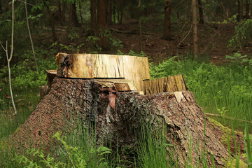 Baumstumpf am Waldrand