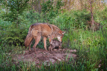 Adult Coyote (Canis latrans) and Pup Sniff About Densite
