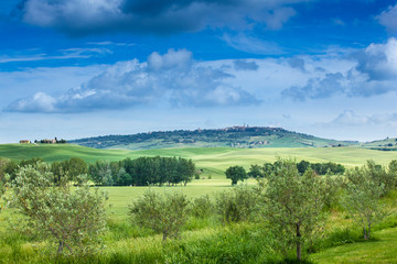 Fototapeta na wymiar Spring landscape of fields Tuscany