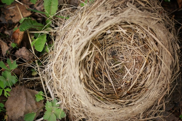 bird's Nest