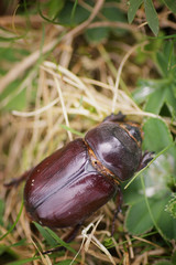 Rhinoceros beetle macro
