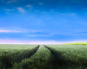 getreidefeld zur blauen stunde mit stimmungsvollem licht in nord