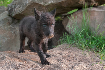 Black Wolf Pup (Canis lupus) Stands outside Den Entrance