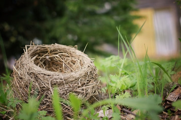 bird's Nest