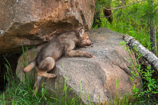Grey Wolf Pup (Canis lupus) Clambers up Rock