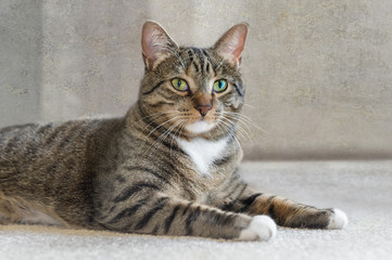Naklejka na ściany i meble Domestic Cat Lies on Carpet Looking at Viewer