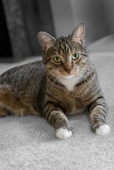 Fototapeta na wymiar Domestic Tabby Cat on Carpet