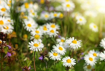 Obraz na płótnie Canvas Beautiful daisy flowers in meadow