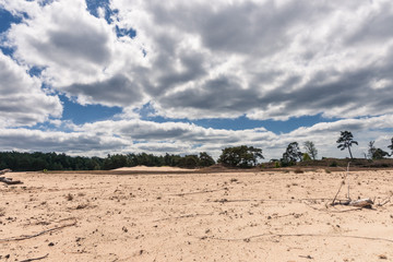 Fototapeta na wymiar Sand Plain and Dunes in a Dutch nature reserve