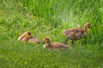Three Goslings (Branta canadensis) in the Grass