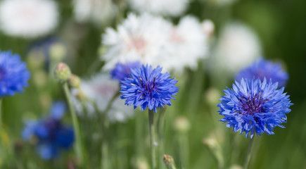 centaurée bleuet et blanc