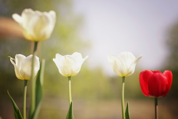 Fototapeta premium flowering tulips in spring
