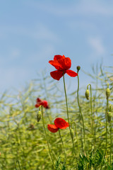 Poppies in the summer