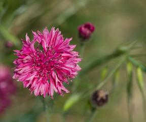 Fototapeta premium centaurée rosée