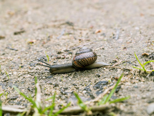  snail creeps along the ground with  grass