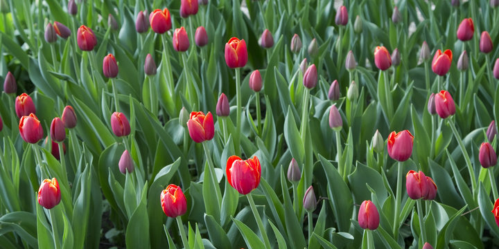 Red tulips in the park