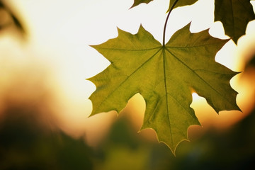 foliage and flowers of trees against the sunset