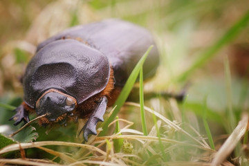 Rhinoceros beetle macro