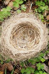 bird's Nest