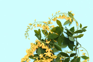 Aerial view yellow laburnum bunch of flowers on blue background